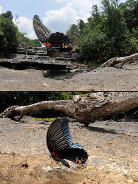 ラオスのナガサキアゲハ