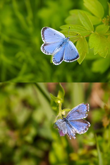 オオルリシジミ