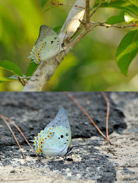 ホウセキフタオチョウ