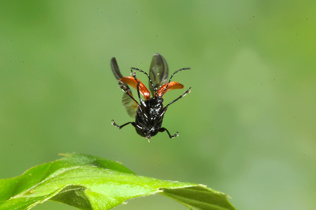 アシナガオトシブミの飛翔