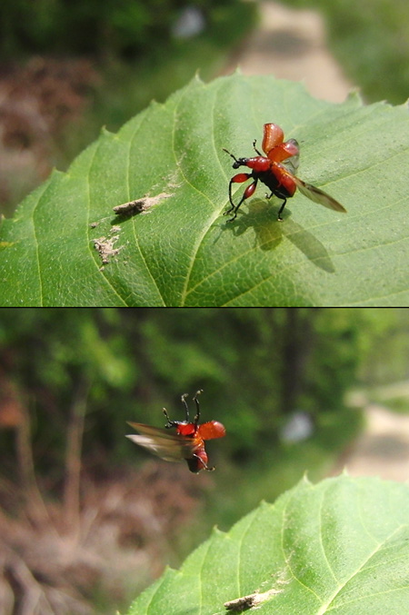 ルイスアシナガオトシブミの飛翔