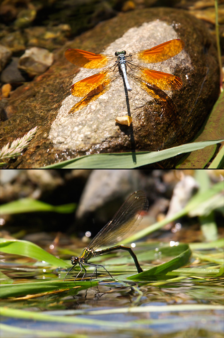 カワトンボの産卵