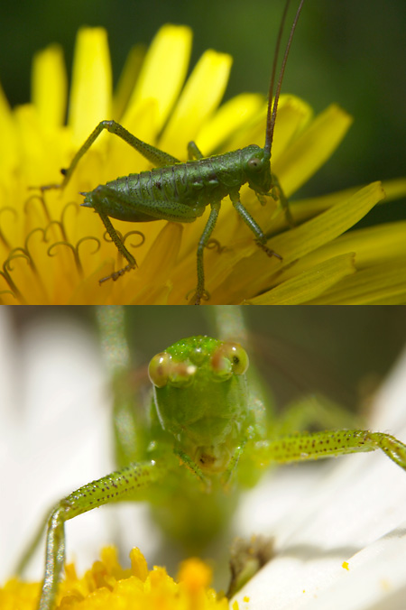 ヤブキリの幼虫(改造マクロ）