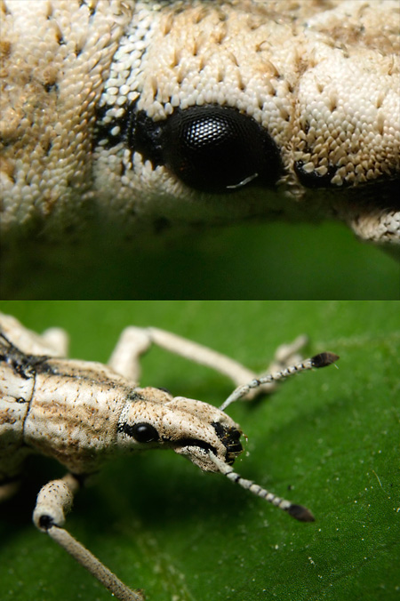 ヒメシロコブゾウムシ(改造マクロ）