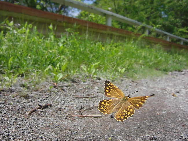 ヤマキマダラヒカゲ
