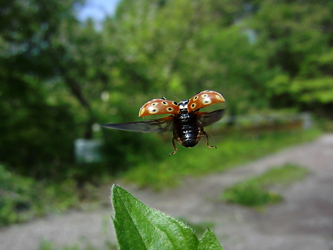 ウンモンテントウの飛翔