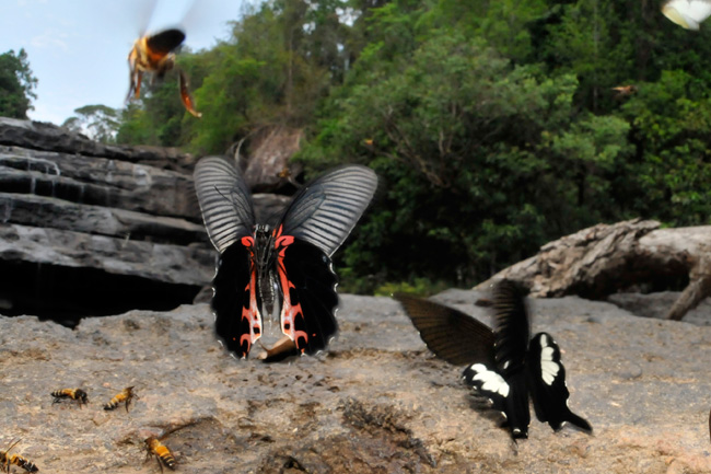 アルクメノールアゲハ