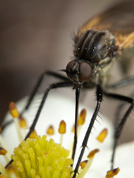 オドリバエの顔