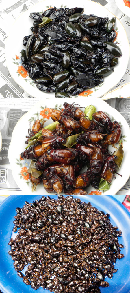 昆虫食(コガネムシとガムシ）