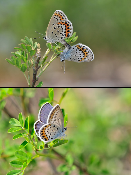 ミヤマシジミの交尾