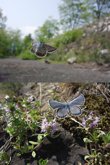 ミヤマシジミの飛翔