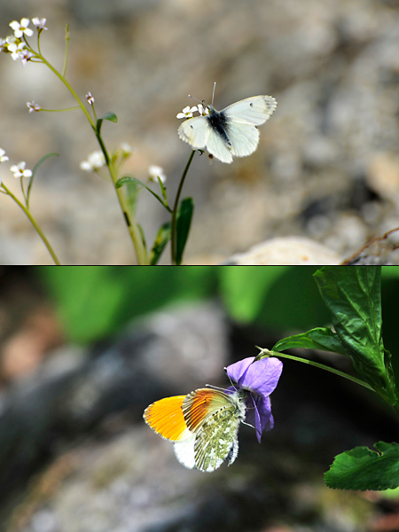 クモマツマキチョウのオスとメス