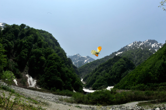 クモマツマキチョウの飛翔