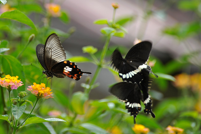 シロオビアゲハの求愛(ラオス）