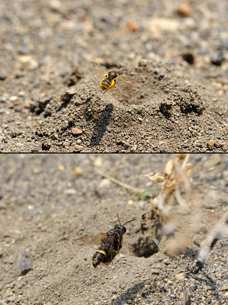 ツチスガリとコハナバチ