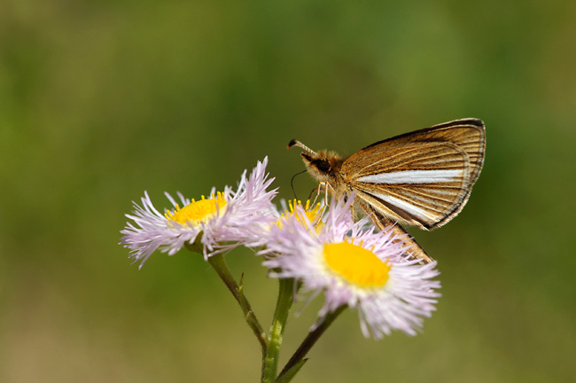 ギンイチモンジセセリ
