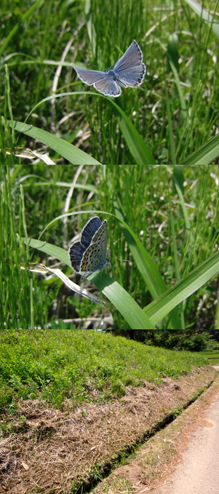 小諸のミヤマシジミ