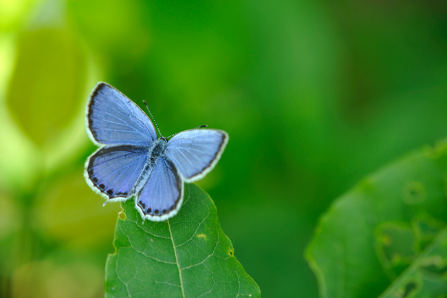 美しいツバメシジミ