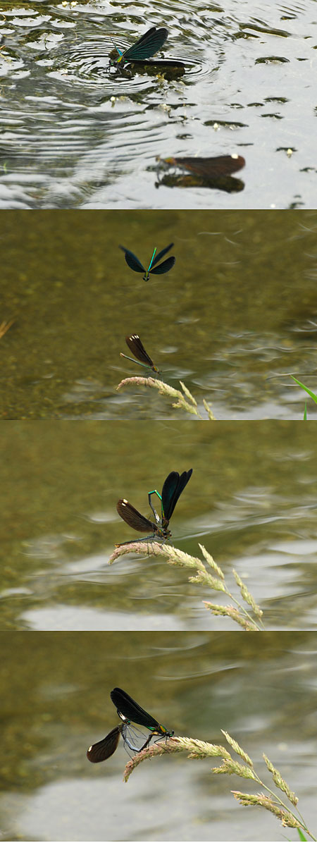アオハダトンボの配偶行動