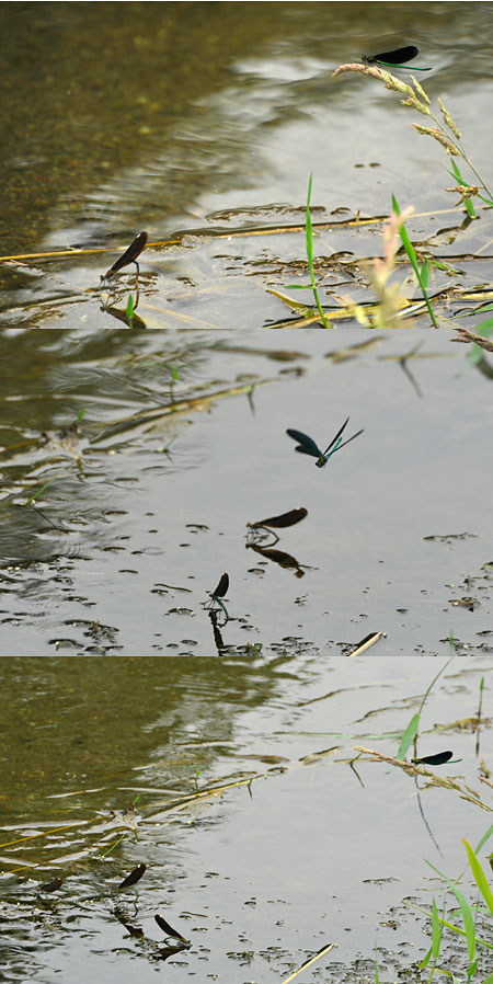 3匹のメスを呼び込むアオハダトンボ