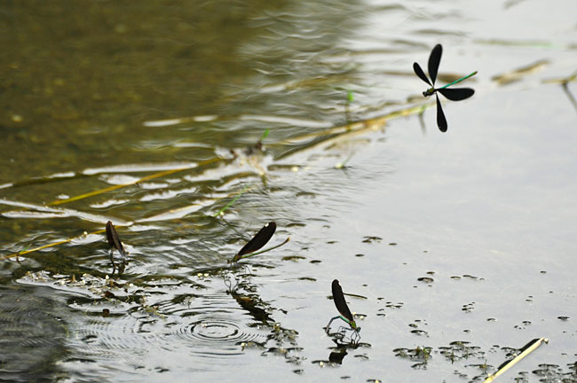 もてるオスの条件(アオハダトンボ）