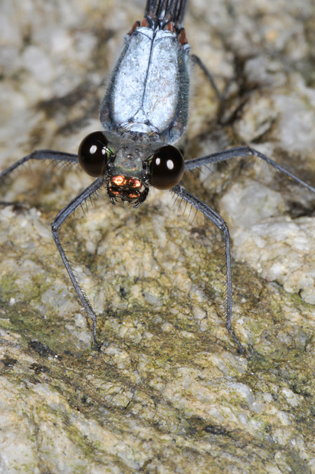 カワトンボの顔