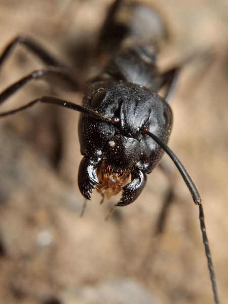 再びクロオオアリの顔