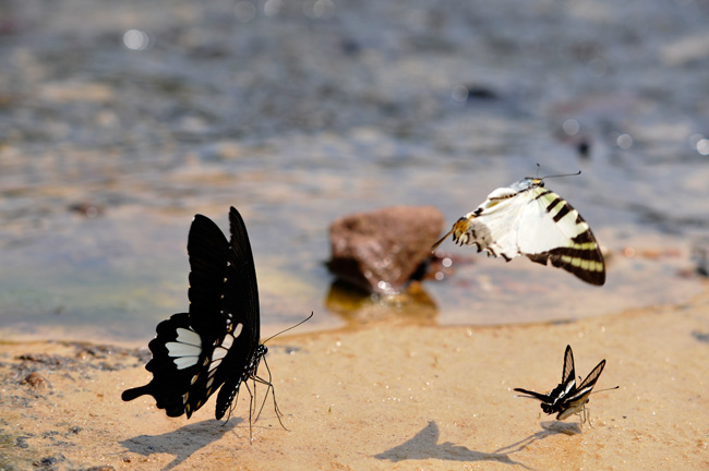 タイワンモンキアゲハ
