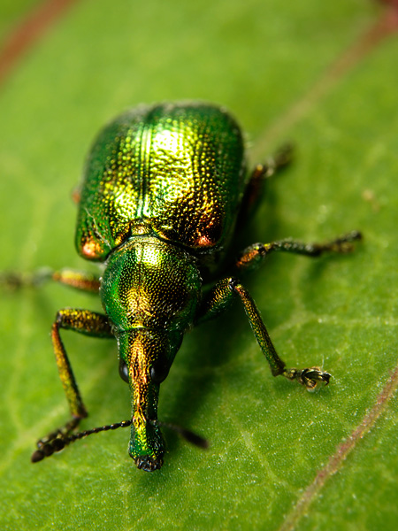 ドロハマキチョッキリのアップ
