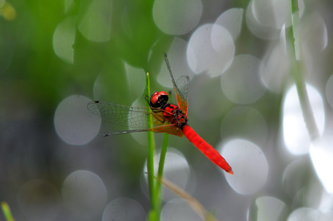 ハッチョウトンボ