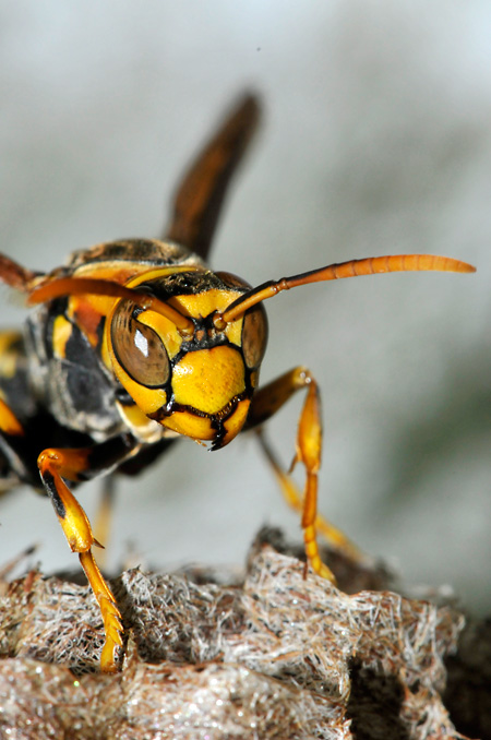 キアシナガバチの顔