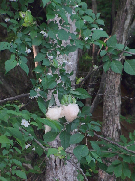 モリアオガエル