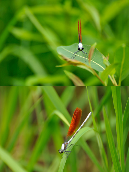 ニホンカワトンボ