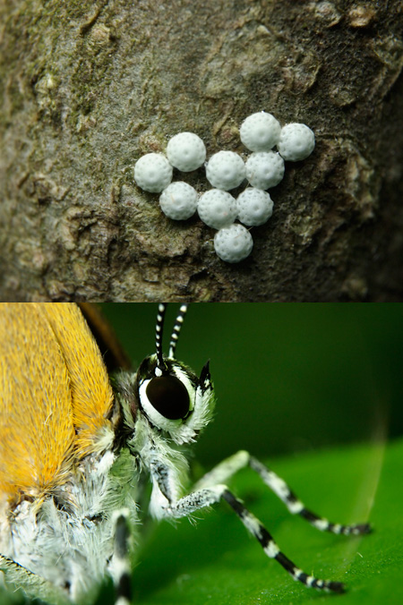チョウセンアカシジミの卵