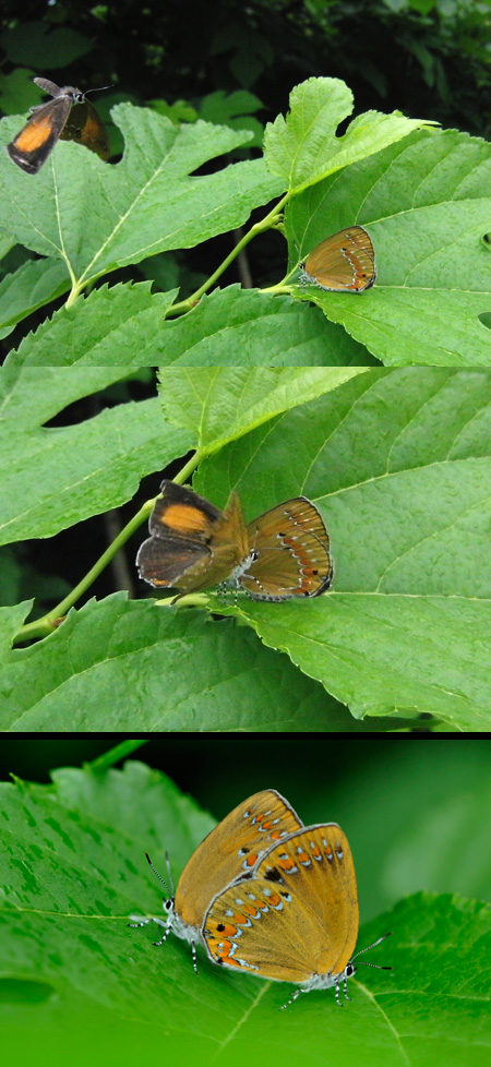 チョウセンアカシジミの交尾