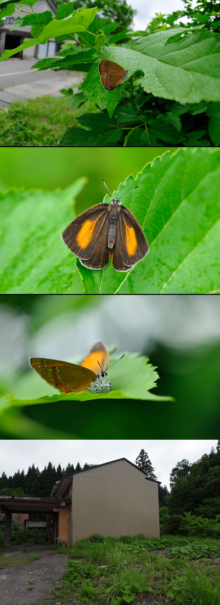 チョウセンアカシジミの棲息地