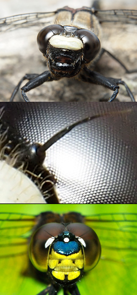 ムカシヤンマの顔