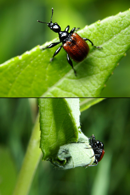 セアカヒメオトシブミ