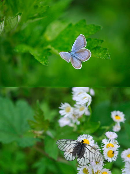 ホームページへの質問