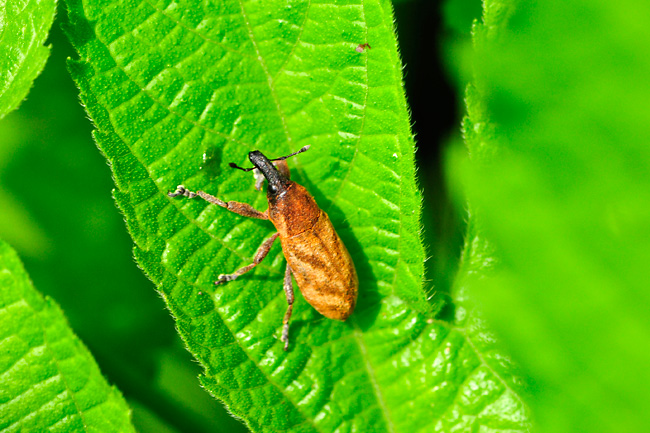 ハスジカツオゾウムシ