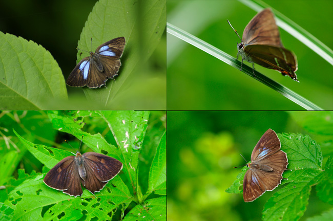 ミドリシジミのメス