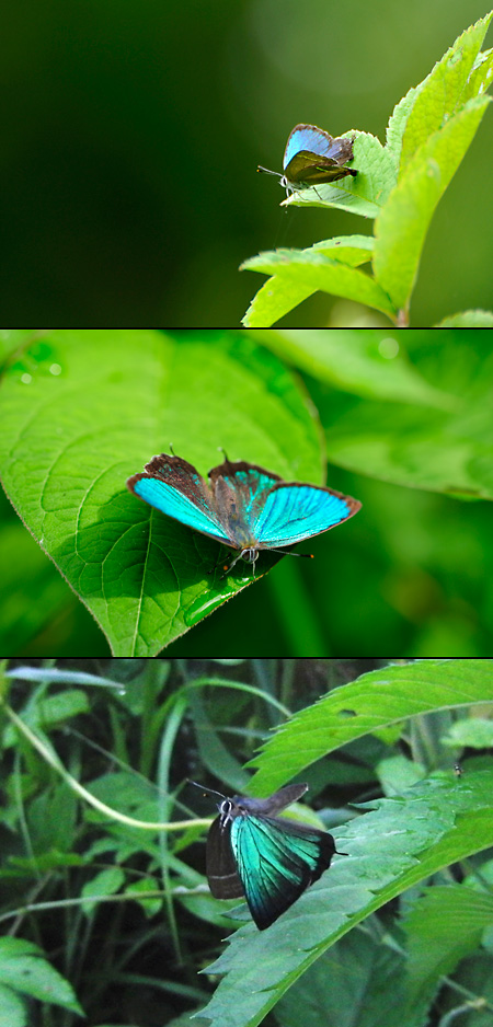 秋ヶ瀬公園のミドリシジミ