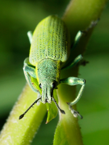 オオアオゾウムシ