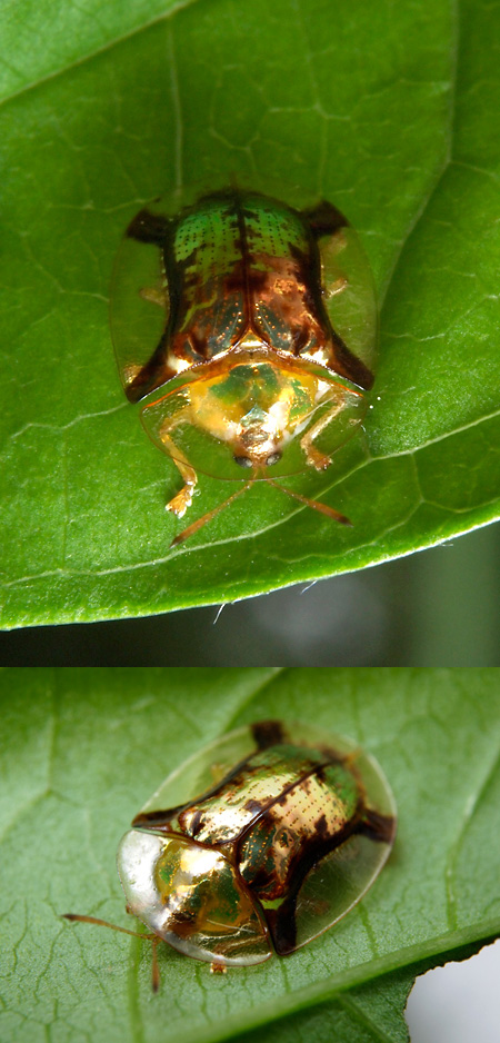 ジンガサハムシ