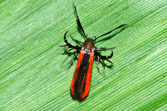 セグロベニトゲアシガ