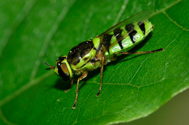 コガタノミズアブ