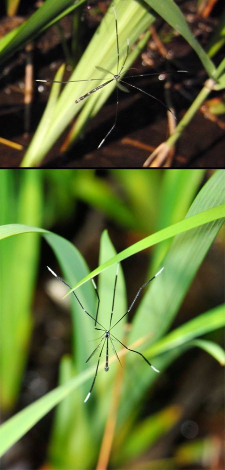 変わったガガンボ