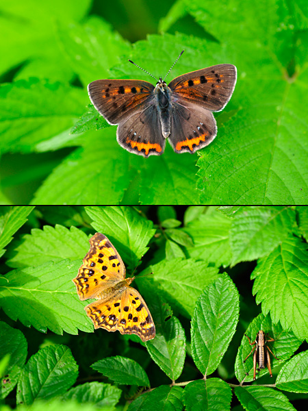 可愛そうな蝶たち