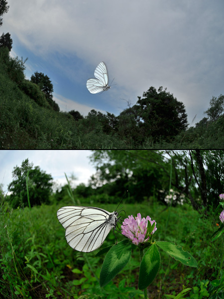 エゾシロチョウ