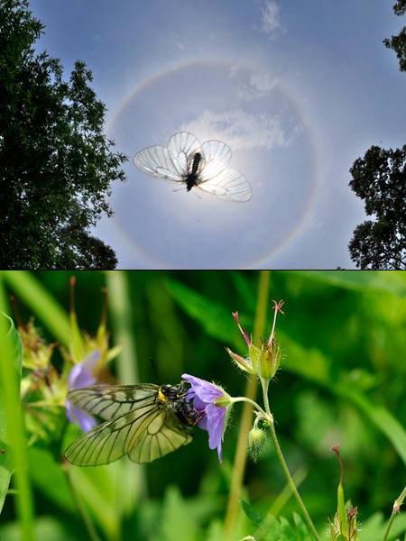 ヒメウスバシロチョウ